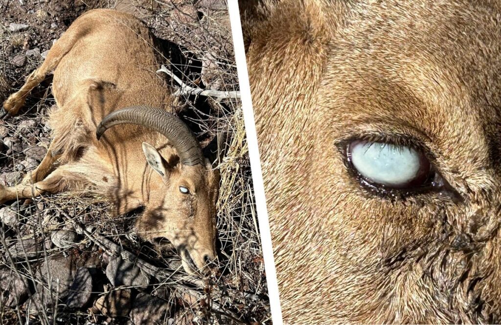 Aoudad in Texas Are Getting Pink Eye. The State’s Desert Bighorns Are Safe — For Now