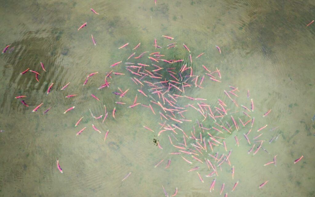 Trump Administration Defends the Pebble Mine Veto in a Win for Wild Salmon