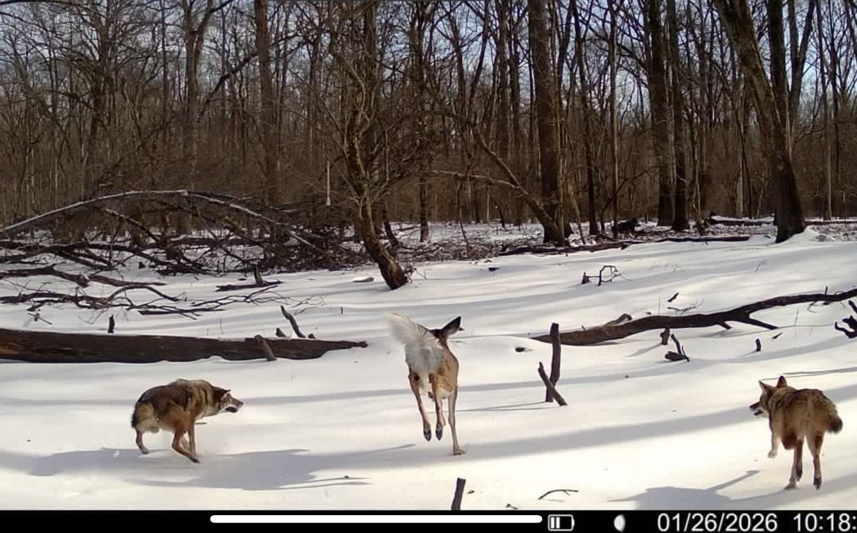 Vote Now: These 13 Wild Trail-Cam Photos Range from Stunning to Seriously Funny